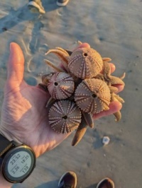 Treasures from the Beach