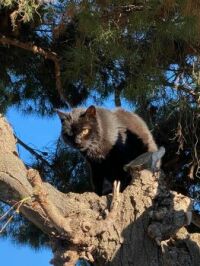 CAT up a tree