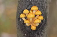 Mushrooms in a tree trunk