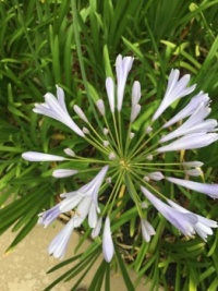 Agapanthus ready to bloom.