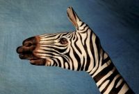 Zebra Hand Painting