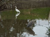 Egret and Heron on the Concho River
