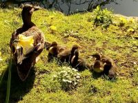 ducks and Ducklings