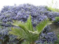 Blue flowering shrub 