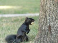 Marysville Black Squirrel