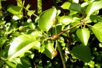 Višeň turecká (Prunus mahaleb), známá též jako třešeň mahalebka - Turkish cherry (Prunus mahaleb), also known as the cherry mahalebka