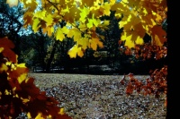 Kansas maples in autumn