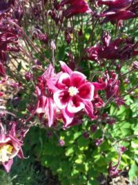Aquilegia