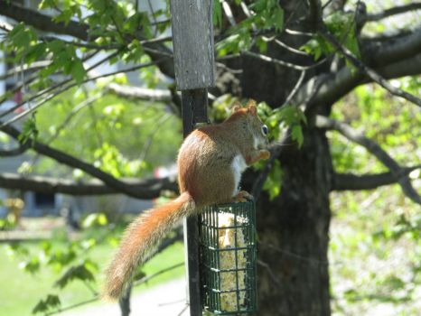 Red Squirrel conquers the feeder pole