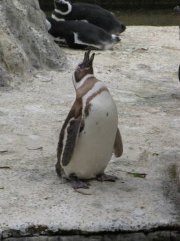 Zoo #9 -- penguin