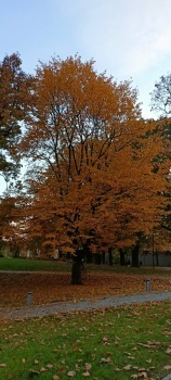 autumn tree