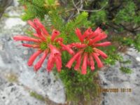 Erica abietina sp abietina