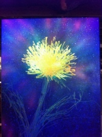 dandilion glow