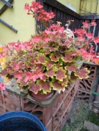 Mu&scaron;k&aacute;t stale kvete