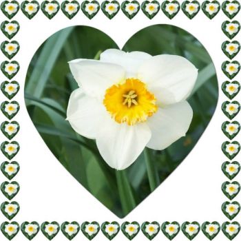 Narcis...  Daffodil...