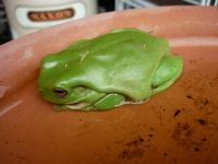 Frog found under my potplant!