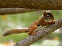Tiny squirrel