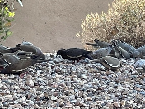 A lot of White-Winged Dove, but a black one?