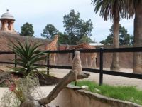 Meerkat observes giraffes, Adelaide Zoo, Oz, Sept 2013
