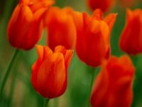 orange-tulips-blair_1477_990x742-3