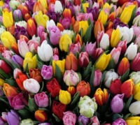 Tulips 🌷🌷