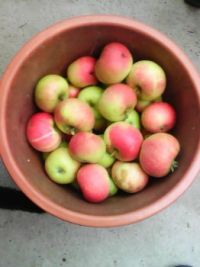 Apples 1st windfall 15.8.18