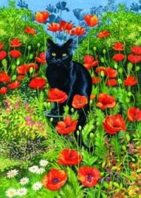 Beautiful Black Cat Sitting In A Field Of Poppies.