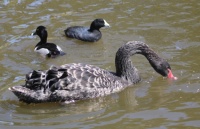 Black Swan, Male Ring-necked Duck, and American Coot, Lake San Marcos, San Marcos, California