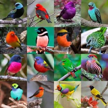 colorful birds...!
