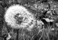 Blowball easy
