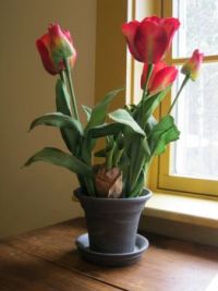 Tulips and light