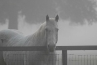 "BLUE"  MY CREMELO   IN THE MORNING FOG