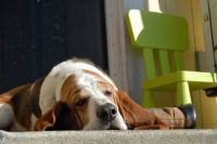 My old dog Rocky on the back porch..RIP buddy