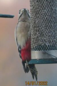 Female Greater Spotted Woodpecker on the look-out
