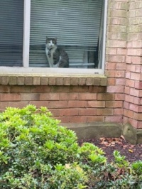Different cat