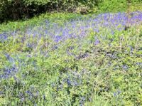 Bluebells on the Malvern Hills