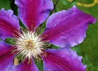 The Vivid Flower