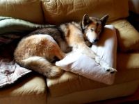 Ali on the sofa