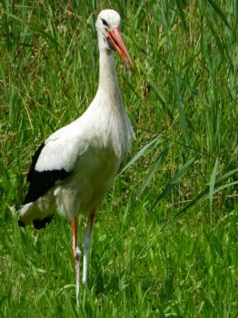 Vondelpark storks update #1