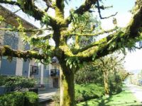 An Old Tree