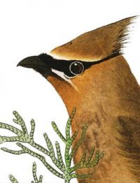 CEDAR BIRD