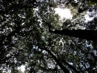 Treetop Challenge