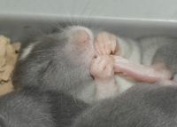 Baby rat sucking her foot.