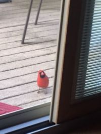 Cardinal