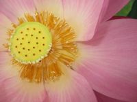 Lotus blossom