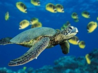 My pet turtle