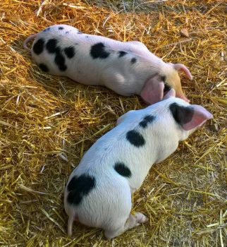 Two tired piglets.