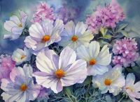 Cosmos watercolor by Anne Mortimer