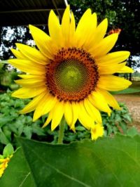 sunflower july 015