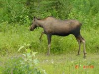 Alaska Highway Scenery